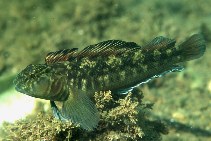 Image of Forsterygion nigripenne (Estuarine triplefin)