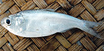 Image of Gudusia chapra (Indian river shad)