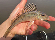 Image of Gymnocephalus acerina (Donets ruffe)