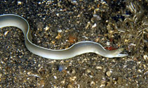 Image of Gymnothorax albimarginatus (Whitemargin moray)