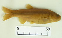 Image of Gymnocharacinus bergii (Naked characin)