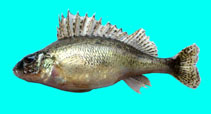 Image of Gymnocephalus cernua (Ruffe)