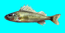 Image of Gymnocephalus cernua (Ruffe)