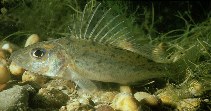 Image of Gymnocephalus cernua (Ruffe)