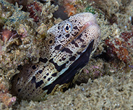 Image of Gymnothorax chlamydatus (Banded mud moray)