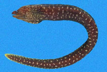 Image of Gymnothorax eurygnathos 