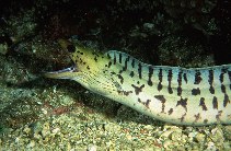 Image of Gymnothorax fimbriatus (Fimbriated moray)