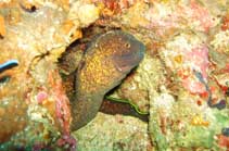 Image of Gymnothorax flavimarginatus (Yellow-edged moray)