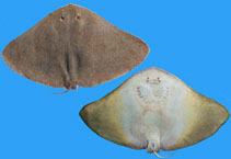 Image of Gymnura marmorata (California butterfly ray)