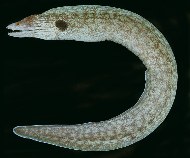 Image of Gymnothorax megaspilus (Oman moray)