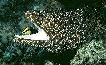 Image of Gymnothorax meleagris (Turkey moray)