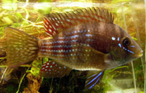 Image of Gymnogeophagus meridionalis 