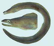 Image of Gymnothorax monochrous (Drab moray)