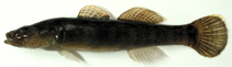 Image of Gymnogobius opperiens 