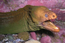 Image of Gymnothorax prasinus (Yellow moray)