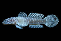 Image of Gymneleotris seminuda (Splitbanded goby)