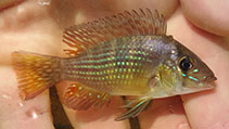 Image of Gymnogeophagus terrapurpura 