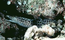 Image of Gymnothorax undulatus (Undulated moray)