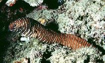 Image of Gymnomuraena zebra (Zebra moray)