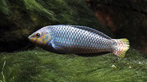 Image of Halichoeres argus (Argus wrasse)