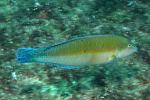 Image of Halichoeres brasiliensis (Brazilian wrasse)