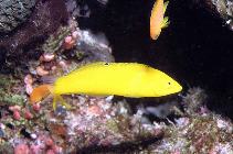 Image of Halichoeres chrysus (Canary wrasse)