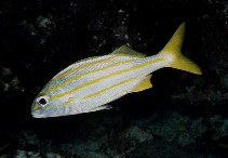 Image of Brachygenys chrysargyreum (Smallmouth grunt)