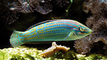 Image of Halichoeres cosmetus (Adorned wrasse)