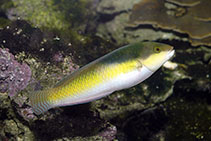 Image of Halichoeres garnoti (Yellowhead wrasse)