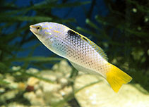 Image of Halichoeres hortulanus (Checkerboard wrasse)