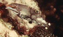 Image of Halichoeres hortulanus (Checkerboard wrasse)