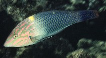 Image of Halichoeres hortulanus (Checkerboard wrasse)