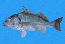 Image of Haemulopsis leuciscus (Raucous grunt)