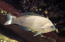 Image of Halichoeres marginatus (Dusky wrasse)