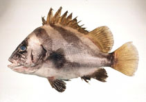 Image of Hapalogenys nigripinnis (Short barbeled velvetchin)