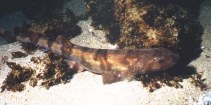 Image of Haploblepharus pictus (Dark shyshark)