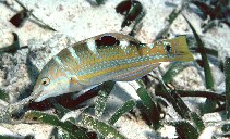 Image of Halichoeres radiatus (Puddingwife wrasse)