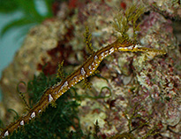 Image of Haliichthys taeniophorus (Ribboned pipefish)