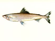 Image of Harpadon translucens (Glassy Bombay duck)