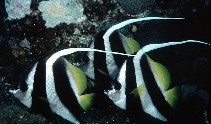 Image of Heniochus acuminatus (Pennant coralfish)