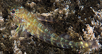 Image of Helcogramma albimacula (Whitespot triplefin)