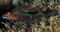 Image of Helcogramma albimacula (Whitespot triplefin)