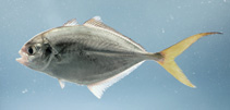 Image of Hemicaranx amblyrhynchus (Bluntnose jack)