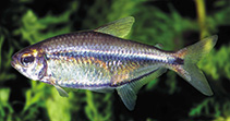 Image of Hemigrammus barrigonae 