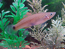 Image of Pseudoxiphophorus bimaculatus (Twospot livebearer)