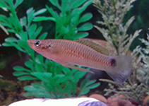 Image of Pseudoxiphophorus bimaculatus (Twospot livebearer)