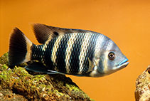 Image of Heterotilapia buettikoferi (Zebra tilapia)