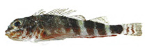 Image of Helcogramma cerasina 