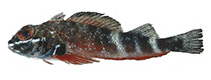 Image of Helcogramma cerasina 