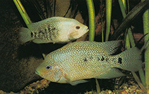 Image of Herichthys cyanoguttatus (Rio Grande cichlid)